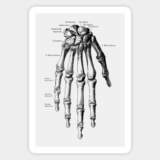 Down Facing Hand Skeletal Diagram Magnet